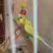 Budgerigar