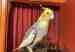 Cockatiel
