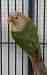 Conure