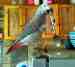 African Grey
