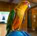 Conure