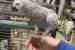 African Grey