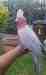 Galah Cockatoo