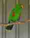 Eclectus