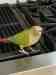 Conure