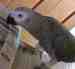 African Grey