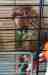 Conure