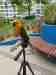 Conure