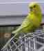 Budgerigar