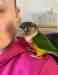 Conure