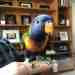 Lory / Lorikeet