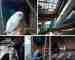 Budgerigar