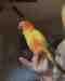 Conure