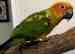 Conure