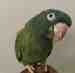 Conure