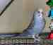 Budgerigar