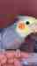 Cockatiel