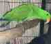 Eclectus