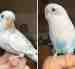 Budgerigar