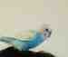 Budgerigar