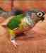 Conure