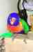 Lory / Lorikeet