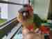 Conure