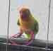 Lovebird