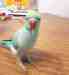 Indian Ringneck Parakeet