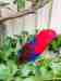 Eclectus