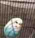 Budgerigar