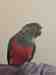 Conure