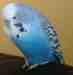 Budgerigar