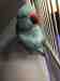 Indian Ringneck Parakeet