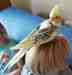 Cockatiel