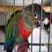 Conure