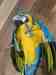 Macaw