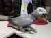 African Grey