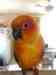 Conure
