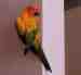 Conure