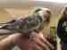 Cockatiel