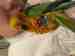 Conure