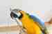 Macaw