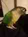 Conure