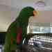 Eclectus