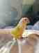 Conure