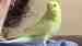 Parakeet