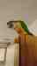 Conure