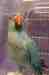 Indian Ringneck Parakeet