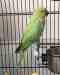 Indian Ringneck Parakeet